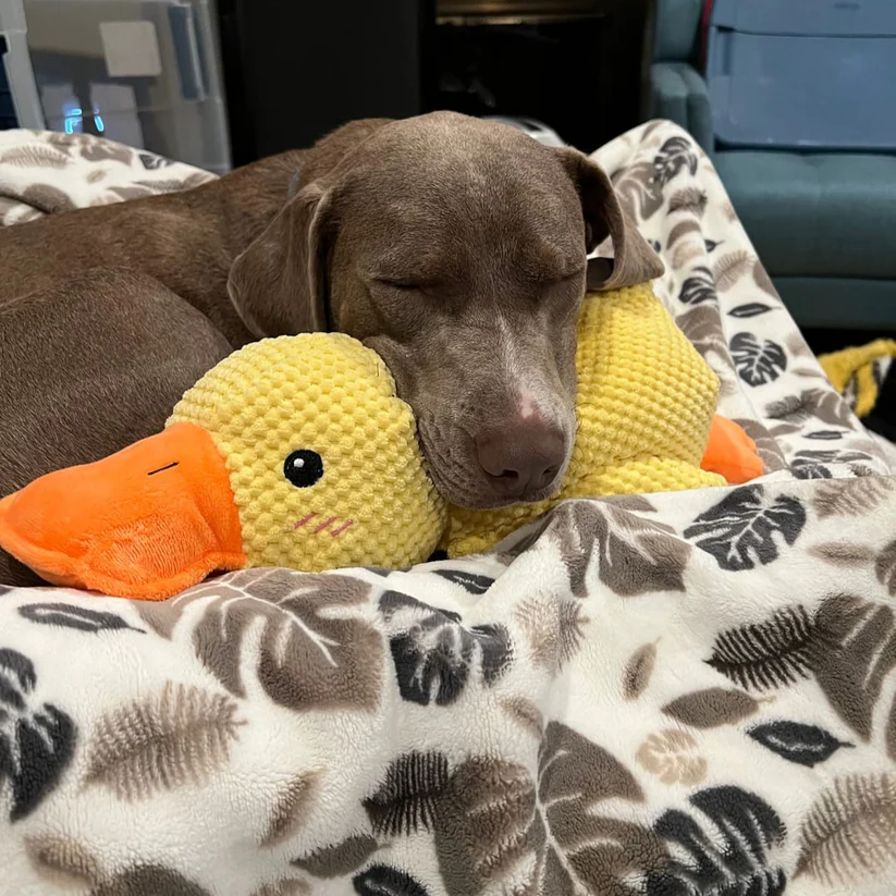 Soothing Yellow Duck Plush | Calming Duck Plush Toy for Dogs